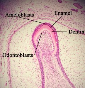 Структура на развиващ се зъб - амелобласти, одонтобласти, емайл, дентин. Credit: Dozenist (CC BY-SA 3.0).