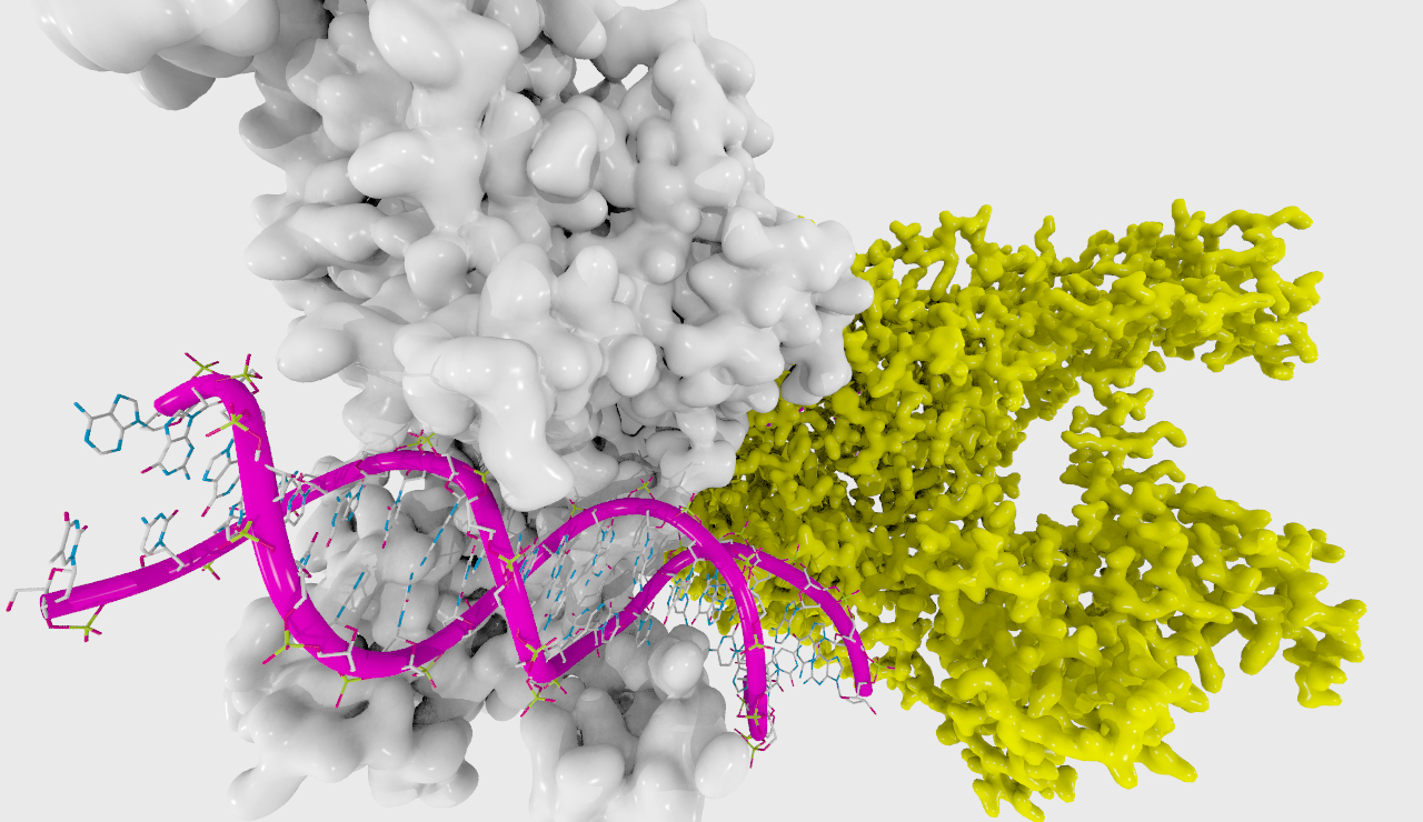 Ензимът DNMT1 участва епигенетичната регулация. Credit: Enzymologic, flickr (CC BY-SA 2.0)