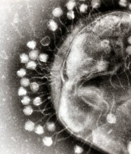 phages-microbiologybytes-flickr