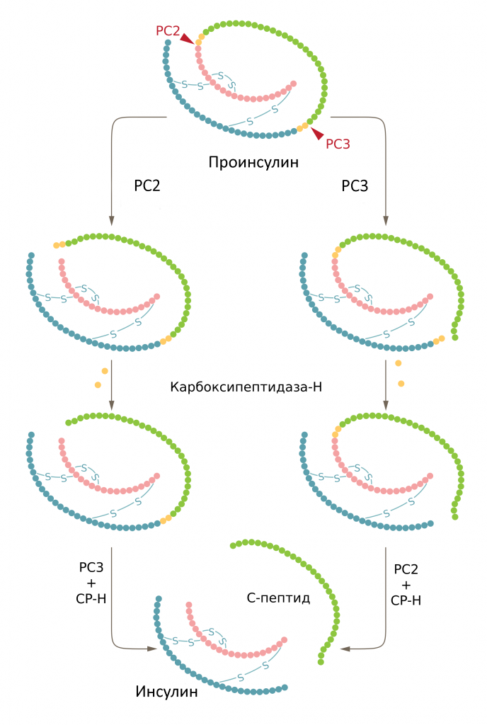 Два биохимични пътя на срязване на проинсулиновата молекула до инсулин и С-пептид. 