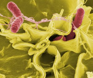 Електронно-микроскопска снимка на Salmonella typhimurium (в червено), навлизаща в човешки клетки. Credit: Rocky Mountain Laboratories,NIAID,NIH 