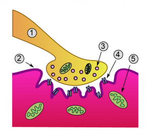 Схема на синапс: 1. Аксон; 2. Мембрана на мускулната клетка; 3. Синаптично мехурче, което носи ацетилхолина; 4. Рецептор за ацетилхолин (AChR); 5. Митохондиря. Credit: Dake (CC BY-SA 3.0)