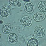 Ооцисти на Toxoplasma gondii.