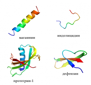 Различни антимикробни пептиди (AMP). Credit: Ymahn (CC BY-SA 3.0)