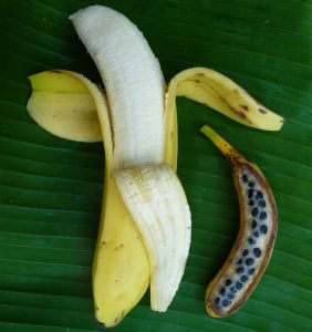 domestication-of-the-banana-via-rebrn