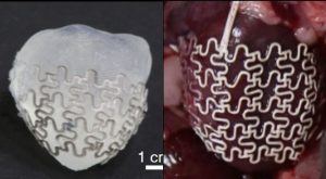 Ляво: устройството обгръща 3D-принтиран модел на сърце на плъх. Дясно: устройството – имплантирано в контролно сърце на плъх. Credit: Park et al., Science Translational Medicine (2016) 