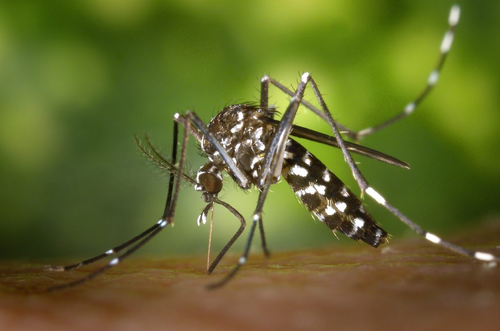 mosquitoe-wilkimages