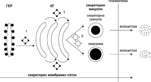 Фигура 3. Схема, представяща секреторен мембранен поток на протеини (секреция на протеини, включително фиброгенни протеини). Обърнете внимание на локализацията на COP (coated protein) везикулите (1) и клатрин-облечените везикули (2). ГЕР – гранулиран ендоплазматичен ретикулум; КГ – комплекс на Голджи. Секреторният поток е антерограден, кинезин-зависим – от ГЕР през КГ до плазмалемата. Източник: (2а).
